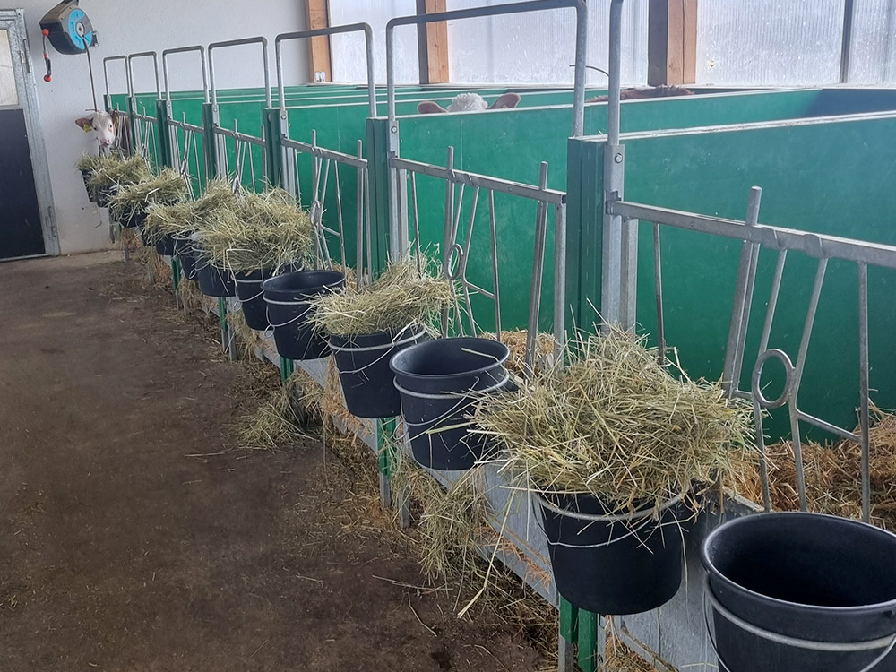 Kälberboxen im Stall Bezirk Rohrbach